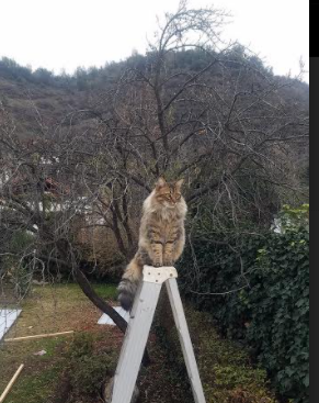 CS2 赛事规则不断优化完善，cs2 赛事规则不断优化完善